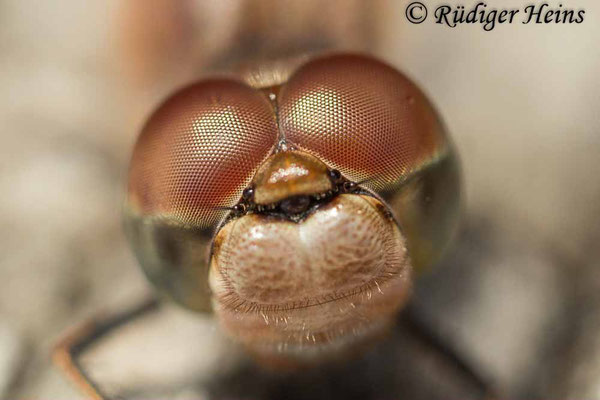 Sympetrum striolatum (Große Heidelibelle) Weibchen, 23.10.2023