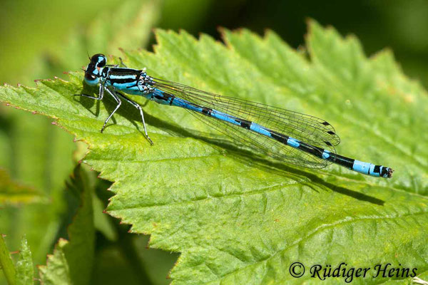 Coenagrion ornatum (Vogel-Azurjungfer) Männchen, 2.6.2011