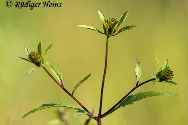 Bidens tripartita (Dreiteiliger Zweizahn), 8.9.2025
