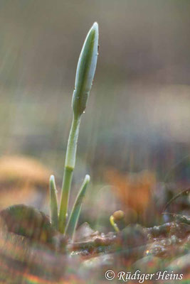Galanthus nivalis (Schneeglöckchen), 8.2.2023