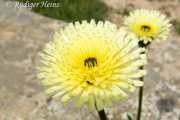 Urospermum dalechampii (Weichhaariges Schwefelkörbchen)