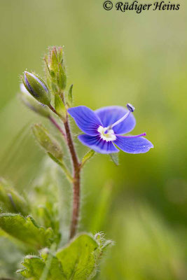 Veronica chamaedrys (Gamander-Ehrenpreis), 10.5.2020