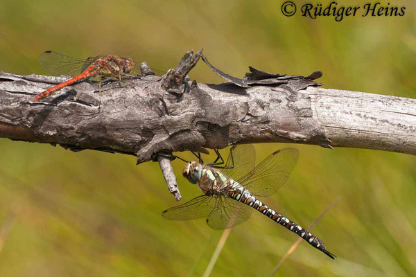 Aeshna mixta (Herbst-Mosaikjungfer) Weibchen und Sympetrum striolatum (Gemeine Heidelibelle) Männchen,  23.8.2009