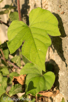 Ipomoea purpurea (Purpur-Prunkwinde), 12.7.2022