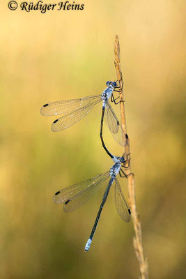 Lestes macrostigma (Dunkle Binsenjungfer) Tandem, 17.5.2022