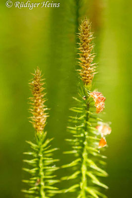 Lycopodium annotinum (Sprossender Bärlapp), 2.6.2014