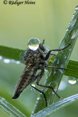 Dysmachus trigonus (Säbel-Raubfliege) Weibchen