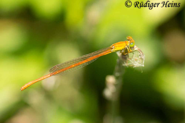 Ceriagrion glabrum (Common citril) Männchen, 30.1.2019