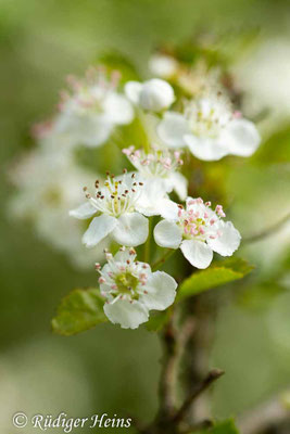 Crataegus laevigata (Zweigriffeliger Weißdorn)