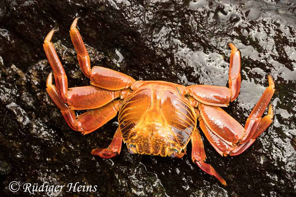 Grapsus grapsus (Rote Klippenkrabbe)