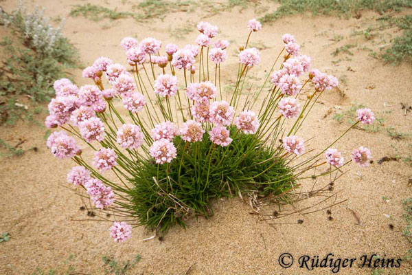 Armeria maritima (Strand-Grasnelke), 22.5.2013