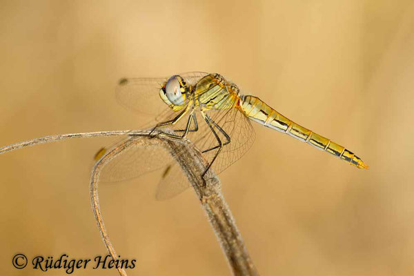 Sympetrum fonscolombii (Frühe Heidelibelle) Weibchen, 23.9.2016