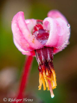 Vaccinium oxycoccos, Gewöhnliche Moosbeere