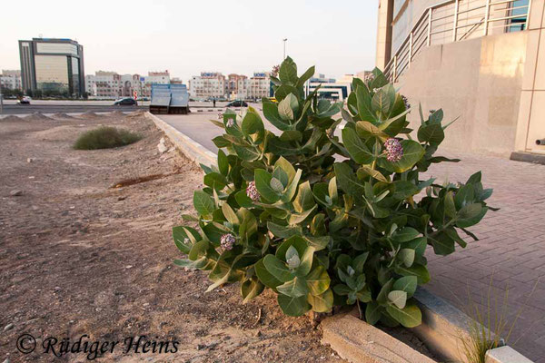 Calotropis procera (Oscher), 5.11.2014