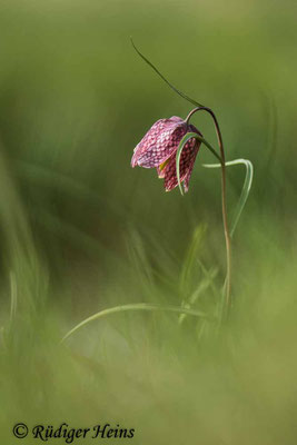 Fritillaria meleagris (Schachblume), 28.4.2021