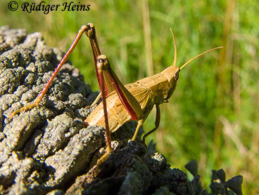 Chrysochraon dispar (Große Goldschrecke) Eiablage, 12.8.2012