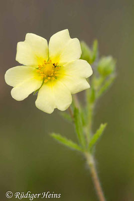 Potentilla recta (Hohes Fingerkraut), 23.6.2013