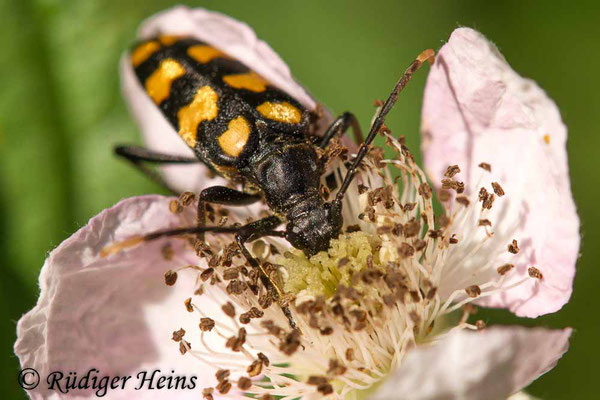 Leptura quadrifasciata (Vierbindiger Schmalbock), 30.6.2019
