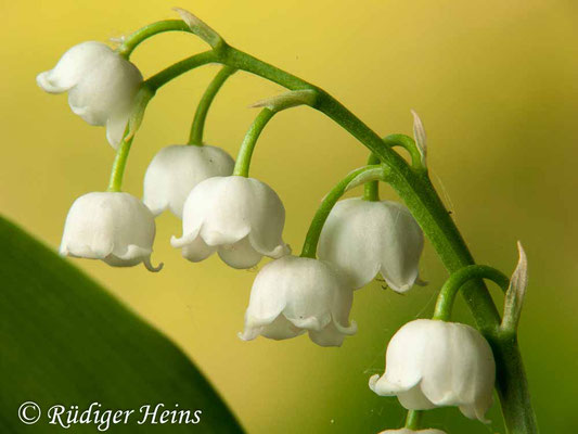 Convallaria majalis (Maiglöckchen), 10.5.2011