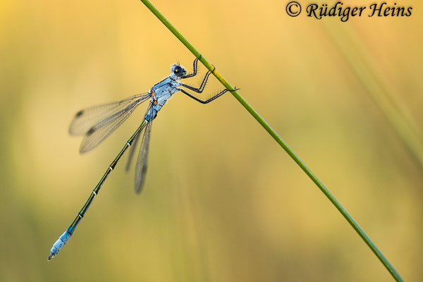 Lestes macrostigma (Dunkle Binsenjungfer) Männchen, 17.5.2022