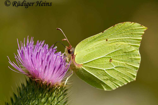 Gonepteryx rhamni (Zitronenfalter), 26.8.2016