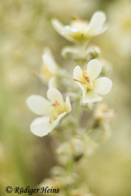 Verbascum lychnitis (Mehlige Königskerze), 20.7.2021 - Colorplan Dia-Projektionsobjektiv 90mm f/2,5