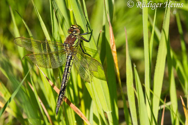 Brachytron pratense, Früher Schilfjäger, Weibchen