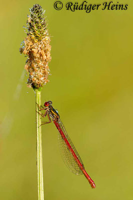 Ceriagrion tenellum (Scharlachlibelle) Weibchen, 8.7.2012 