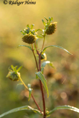 Bidens cernua (Nickender Zweizahn)