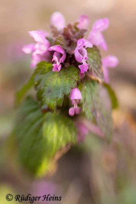 Lamium purpureum (Purpurrote Taubnessel), 1.3.2014