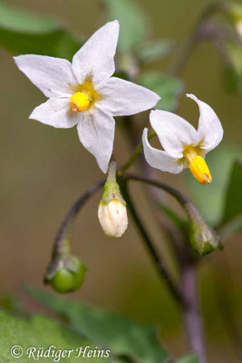 Solanum nigrum (Schwarzer Nachtschatten), 12.9.2010