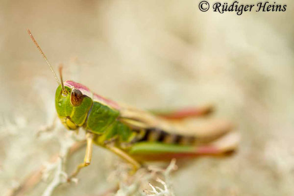 Chorthippus albomarginatus (Weißrandiger Grashüpfer) Weibchen Larve, 2.8.2014