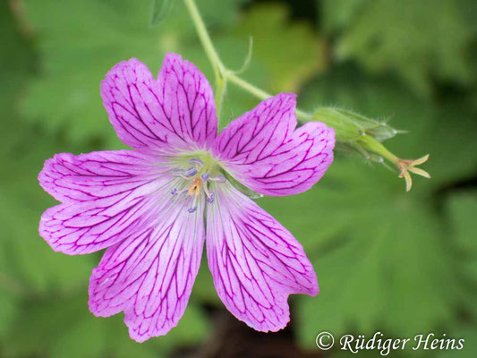 Geranium endressii (Basken-Storchschnabel), 21.7.2025