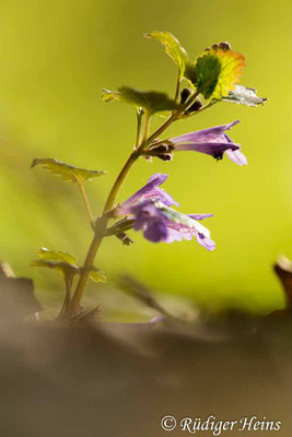 Glechoma hederacea (Gundermann), 8.5.2023