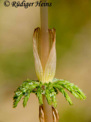 Equisetum sylvaticum (Wald-Schachtelhalm), 1.5.2010