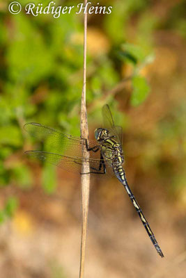 Orthetrum trinacria (Langer Blaupfeil) Weibchen, 24.6.2018