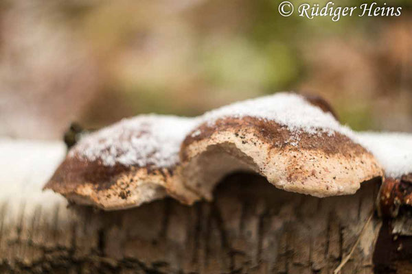 Fomitopsis betulina (Birkenporling), 18.1.2021