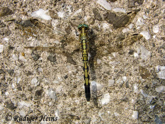 Orthetrum albistylum (Östlicher Blaupfeil) Weibchen