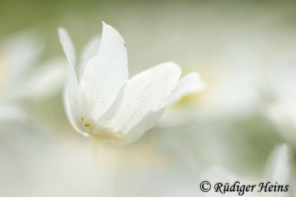 Buschwindröschen (Anemone nemorosa), 13.4.2024 - Pentacolor 50mm f/1,8