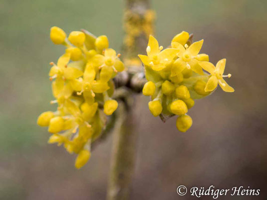 Cornus mas (Kornelkirsche), 2.3.2020