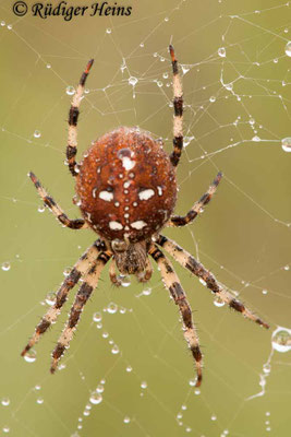 Araneus quadratus (Vierfleckkreuzspinne)