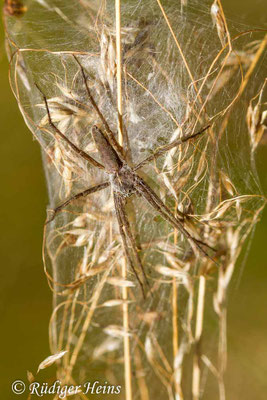 Pisaura mirabilis (Listspinne)