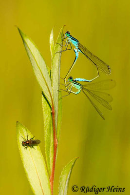 Ischnura elegans (Große Pechlibelle) Paarung, 24.6.2016