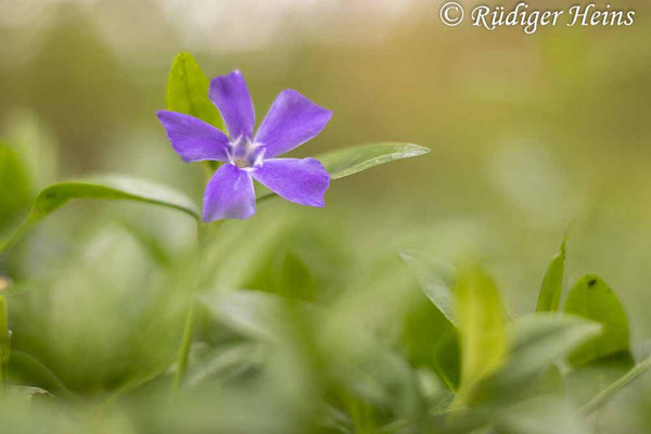 Vinca minor (Kleines Immergrün), 5.5.2023