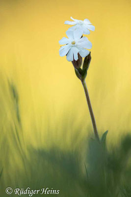 Silene latifolia (Weiße Lichtnelke), 12.6.2022