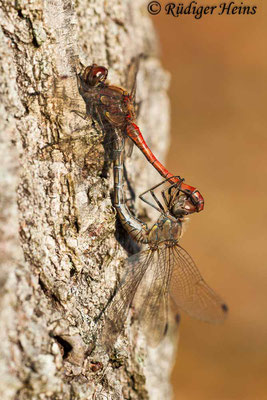 Sympetrum striolatum (Große Heidelibelle) Paarung, 4.11.2007