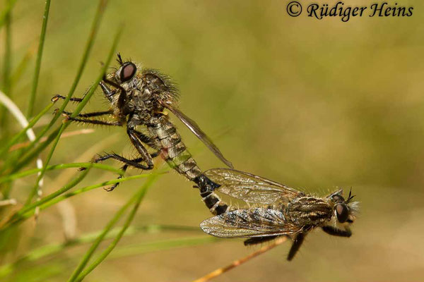 Dysmachus trigonus (Säbel-Raubfliege) Paarung