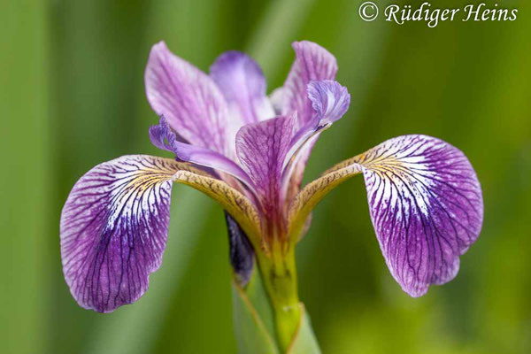 Iris sibirica (Sibirische Schwertlilie), 4.6.2006