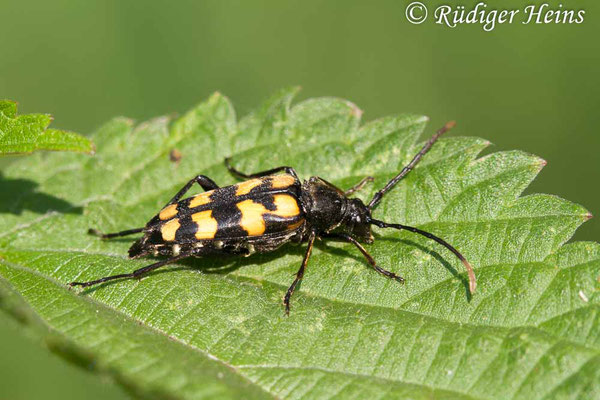 Leptura quadrifasciata (Vierbindiger Schmalbock), 15.7.2007