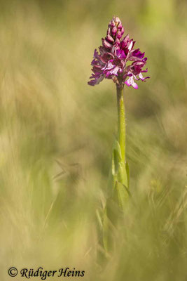 Orchis purpurea (Purpur-Knabenkraut), 29.4.2024